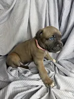 Pink , a female Cane Corso for sale in Fort Worth, TX – 2 of 3