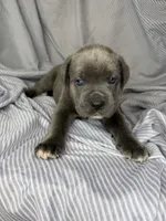 Blue , a male Cane Corso for sale in Fort Worth, TX – 5 of 6