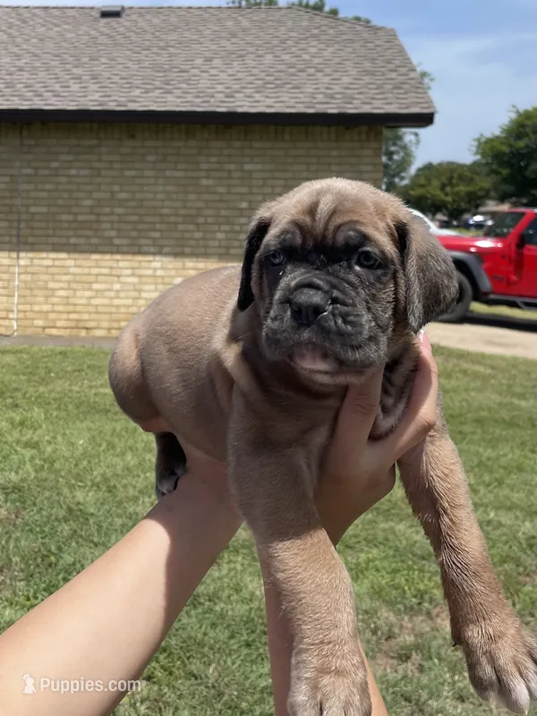Black – Cane Corso puppy for sale in Fort Worth, TX