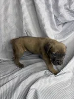Neon green , a female Cane Corso for sale in Fort Worth, TX – 3 of 3