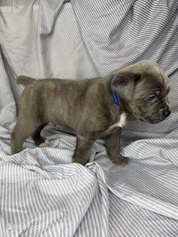 Blue  – Cane Corso puppy for sale in Fort Worth, TX