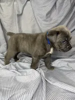 Blue , a male Cane Corso for sale in Fort Worth, TX – 1 of 6