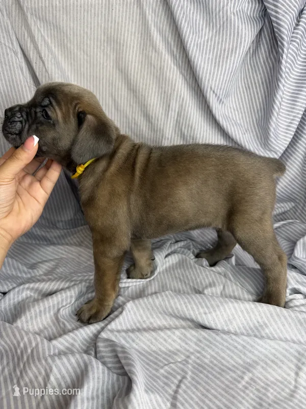 Yellow collar  – Cane Corso puppy for sale in Fort Worth, TX