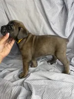 Yellow collar , a female Cane Corso for sale in Fort Worth, TX – 1 of 4