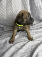 Neon green , a female Cane Corso for sale in Fort Worth, TX – 2 of 3