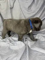 Blue , a male Cane Corso for sale in Fort Worth, TX – 6 of 6