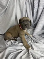 Pink , a female Cane Corso for sale in Fort Worth, TX – 3 of 3