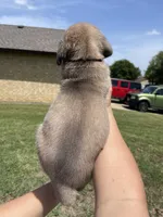 Brown , a male Cane Corso for sale in Fort Worth, TX – 7 of 7