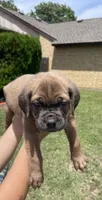 Green, a female Cane Corso for sale in Fort Worth, TX – 3 of 6