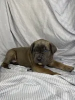 Yellow collar , a female Cane Corso for sale in Fort Worth, TX – 4 of 4