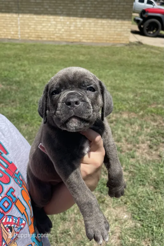 Red – Cane Corso puppy for sale in Fort Worth, TX