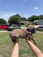 Black, a male Cane Corso for sale in Fort Worth, TX – 2 of 6