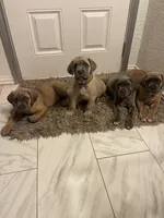 Brown , a male Cane Corso for sale in Fort Worth, TX – 3 of 7