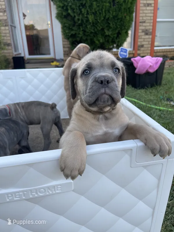 Brown  – Cane Corso puppy for sale in Fort Worth, TX