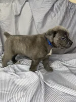 Blue , a male Cane Corso for sale in Fort Worth, TX – 4 of 6