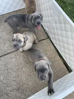Brown , a male Cane Corso for sale in Fort Worth, TX – 2 of 7