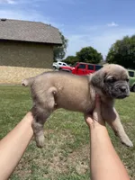 Brown , a male Cane Corso for sale in Fort Worth, TX – 6 of 7