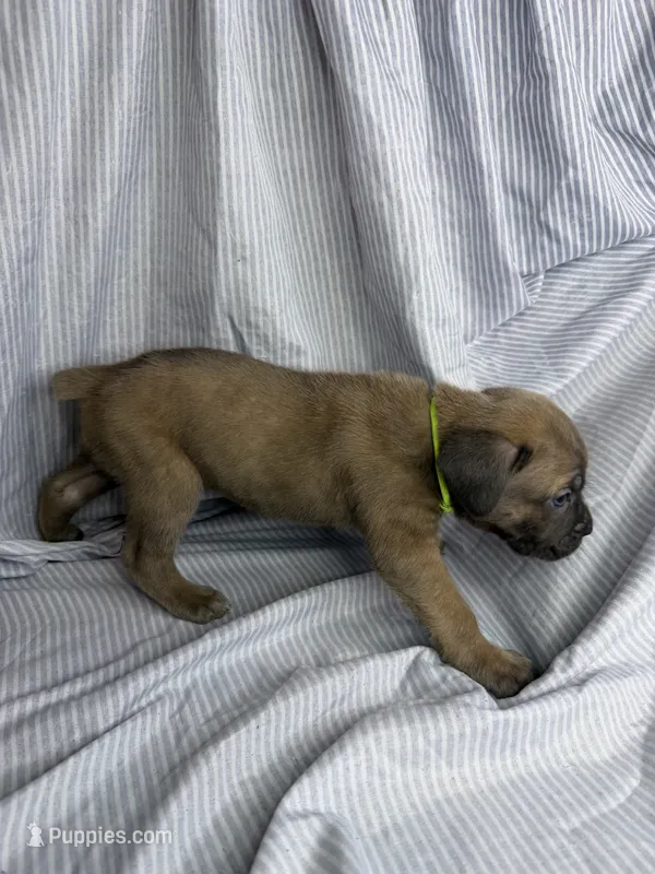 Neon green  – Cane Corso puppy for sale in Fort Worth, TX