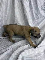 Neon green , a female Cane Corso for sale in Fort Worth, TX – 1 of 3