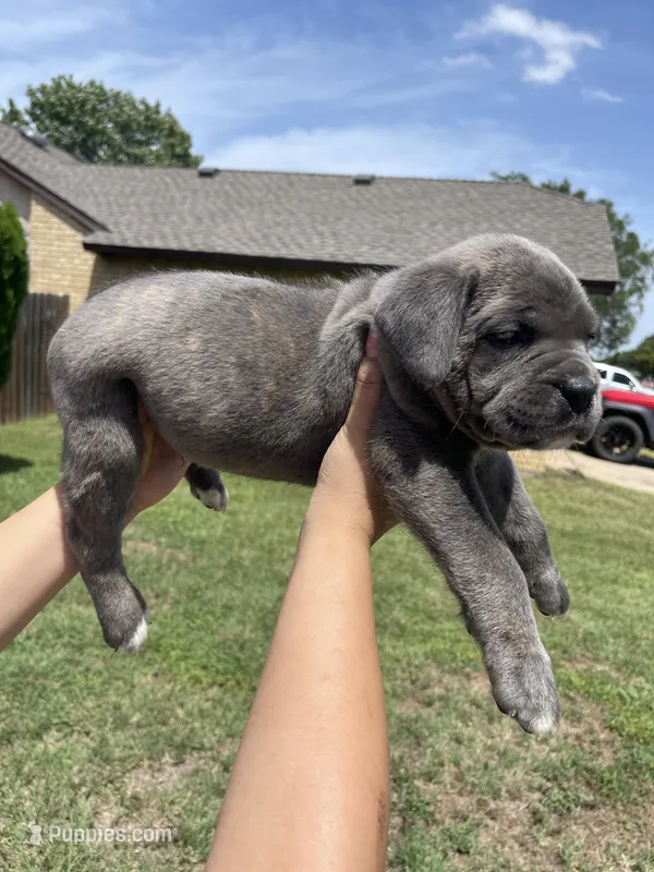 Blue  – Cane Corso puppy for sale in Fort Worth, TX