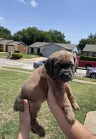 Green, a female Cane Corso for sale in Fort Worth, TX – 5 of 6