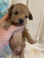 Marshal , a male Maltipoo for sale in Muldrow, OK – Photo 5 of 10