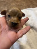 Blue Boy, a male Maltipoo for sale in Muldrow, OK – Photo 1 of 2