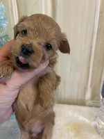 Marshal , a male Maltipoo for sale in Muldrow, OK – Photo 6 of 10