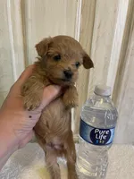 Marshal , a male Maltipoo for sale in Muldrow, OK – Photo 3 of 10
