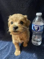 Marshal , a male Maltipoo for sale in Muldrow, OK – Photo 9 of 10