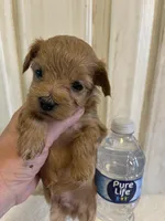 Marshal , a male Maltipoo for sale in Muldrow, OK – Photo 4 of 10