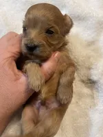 Blue Boy, a male Maltipoo for sale in Muldrow, OK – Photo 2 of 2