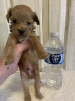 Marshal , a male Maltipoo for sale in Muldrow, OK – Photo 8 of 10