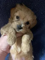 Marshal , a male Maltipoo for sale in Muldrow, OK – Photo 10 of 10