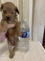 Marshal , a male Maltipoo for sale in Muldrow, OK – Photo 7 of 10
