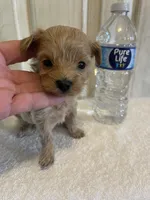Tank , a male Maltipoo for sale in Muldrow, OK – Photo 2 of 7