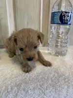 Tank , a male Maltipoo for sale in Muldrow, OK – Photo 1 of 7