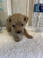 Tank , a male Maltipoo for sale in Muldrow, OK – Photo 3 of 7