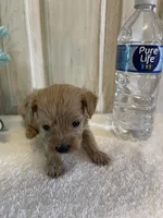 Tank , a male Maltipoo for sale in Muldrow, OK – Photo 4 of 7