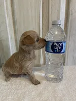Tank , a male Maltipoo for sale in Muldrow, OK – Photo 7 of 7