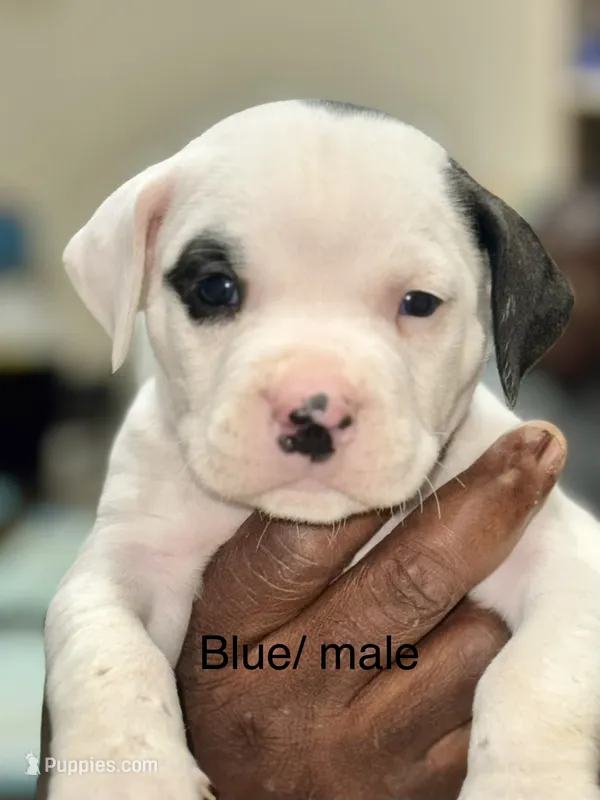 Black  – American Bulldog puppy for sale in Jefferson, SC