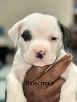 Black , a male American Bulldog for sale in Jefferson, SC – 1 of 1