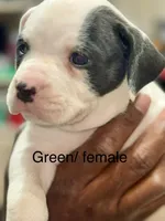 Green , a female American Bulldog for sale in Jefferson, SC – 1 of 1