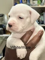 Ace, a male American Bulldog for sale in Jefferson, SC – 1 of 1