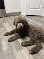 Gruff, a male Newfoundland for sale in Griffin, GA – 5 of 7