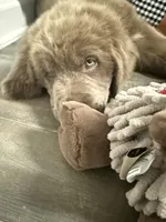Gruff, a male Newfoundland for sale in Griffin, GA – 1 of 7