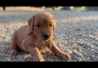 Red, a male Golden Retriever for sale in West Covina, CA – 2 of 2