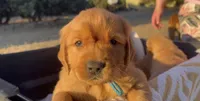 Red, a male Golden Retriever for sale in West Covina, CA – 1 of 2