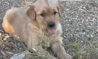 Oliver, a female Golden Retriever for sale in West Covina, CA – 1 of 2