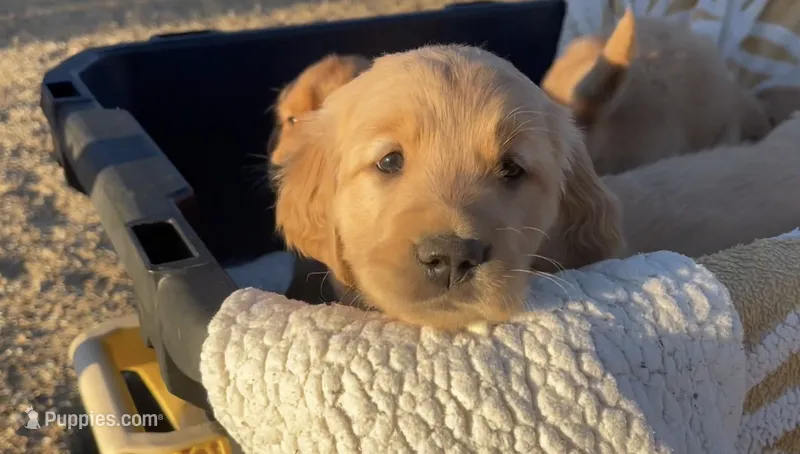 Pinkie – Golden Retriever puppy for sale in West Covina, CA